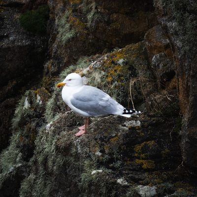 A Seagul resting in the shoreline of Bretagne, in Ouessant island